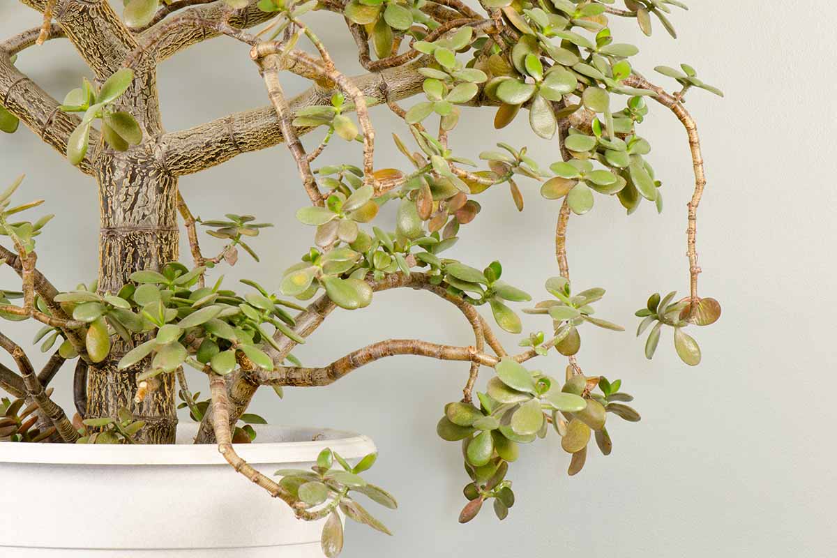 A close up horizontal image of a jade plant (Crassula ovata) trained as a bonsai in a white pot.