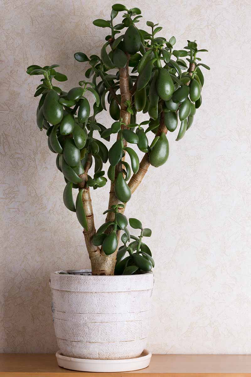 A vertical image of a jade plant aka money tree (Crassula ovata) growing in a decorative pot.