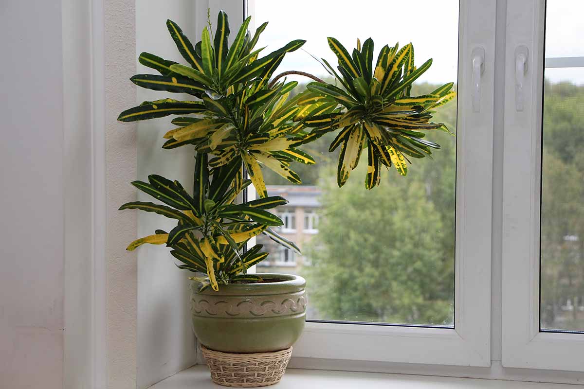 A close up horizontal image of a large yellow and green croton plant growing in a ceramic pot on a windowsill.