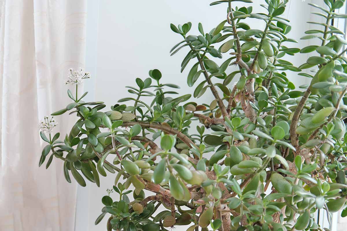 A horizontal image of a large jade plant with multiple leggy stems and small white blooms.