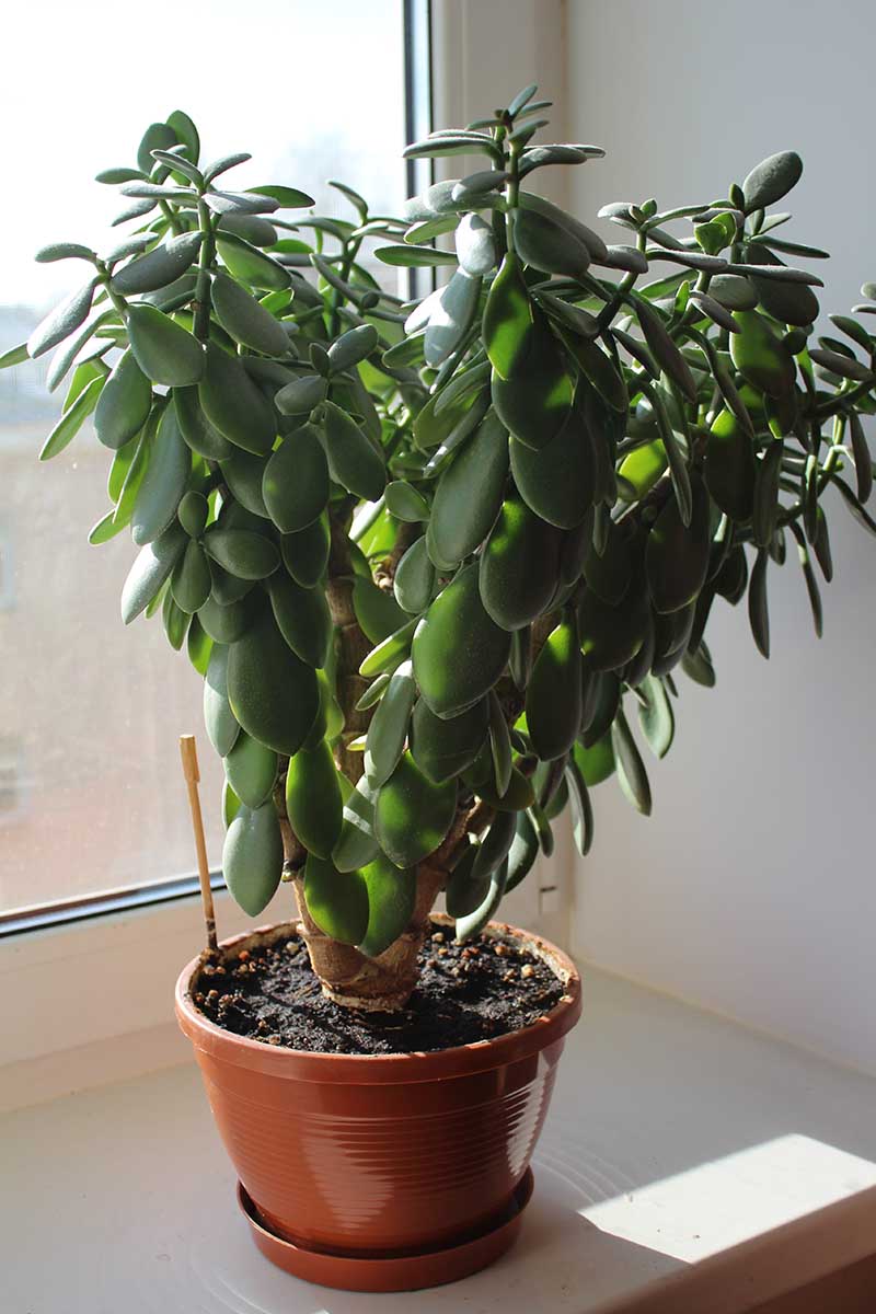 A close up vertical image of a large jade plant (Crassula ovata) in a small plastic pot set on a windowsill.