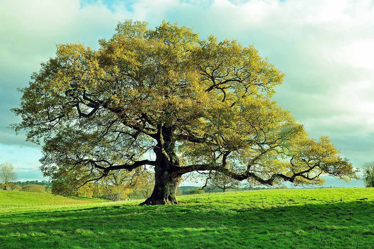What Is The Tallest Oak Tree Species At Mark Fletcher Blog What Is The Tallest Oak Tree Species At Mark Fletcher Blog