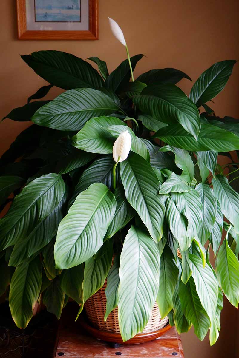 A vertical image of a large peace lily with two white spathes growing in a wicker basket indoors.