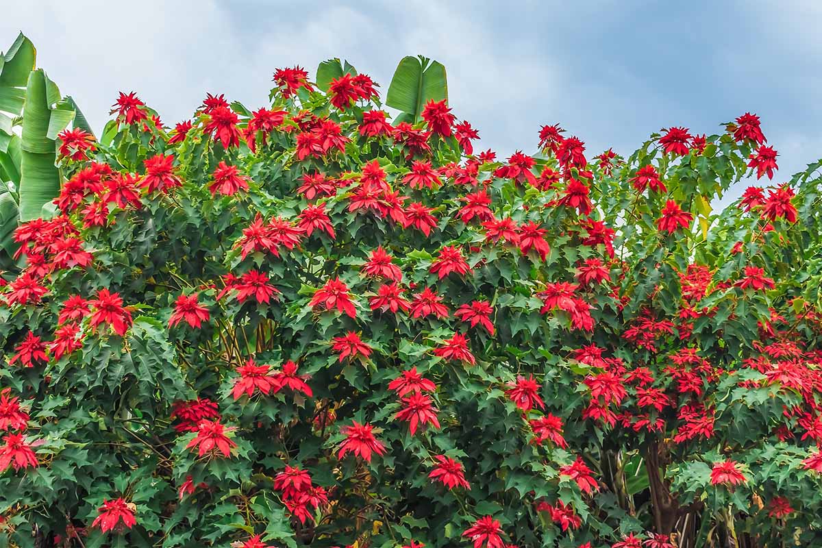 A horizontal image of a large poinsettia shrub growing outdoors in a tropical location with blue sky and banana plants in the background.