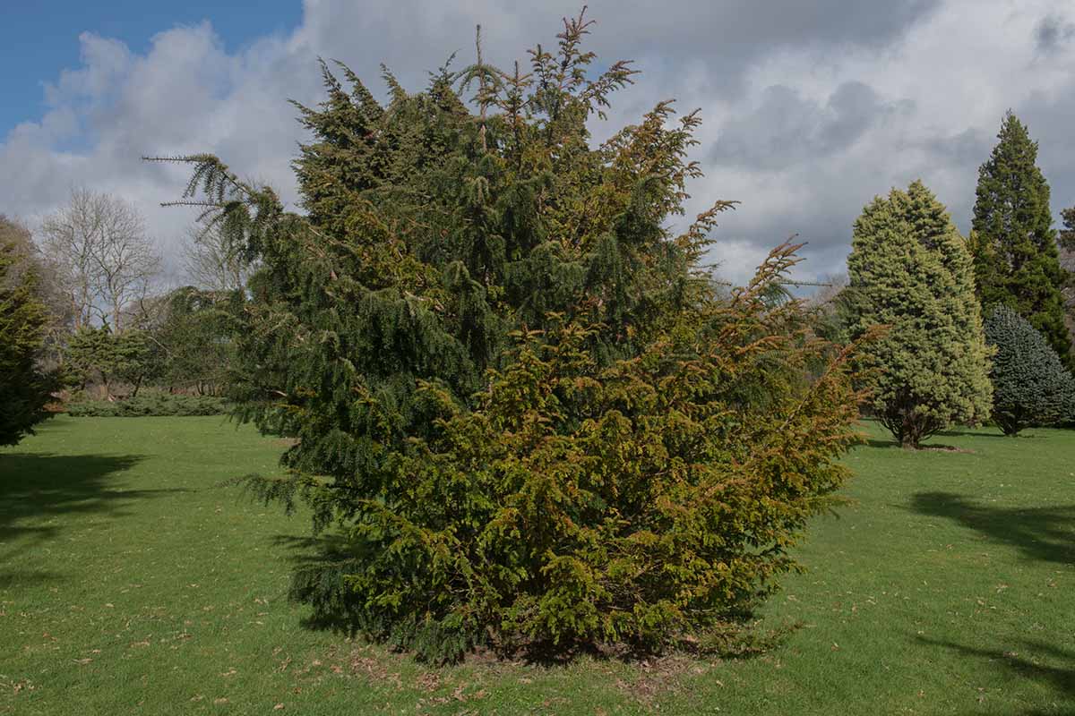A horizontal image of a large yew growing in a park-like setting.