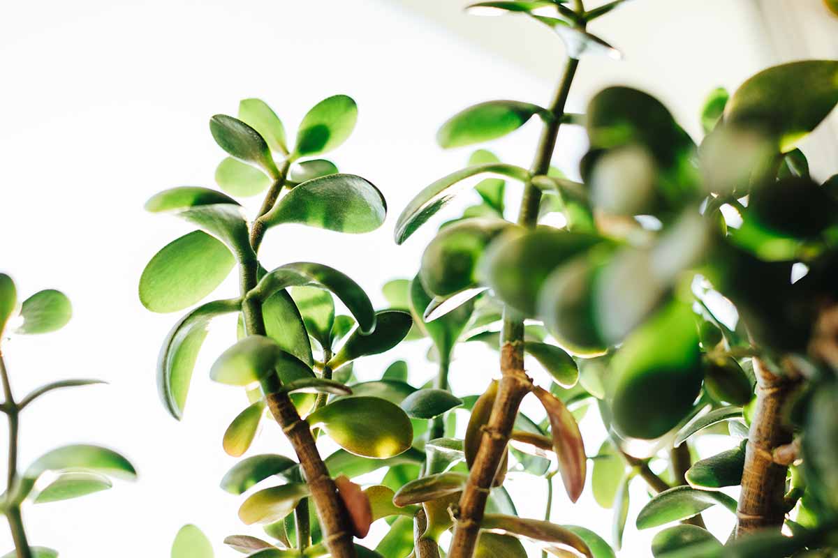 A close up horizontal image of leggy stems on a Crassula ovata plant.
