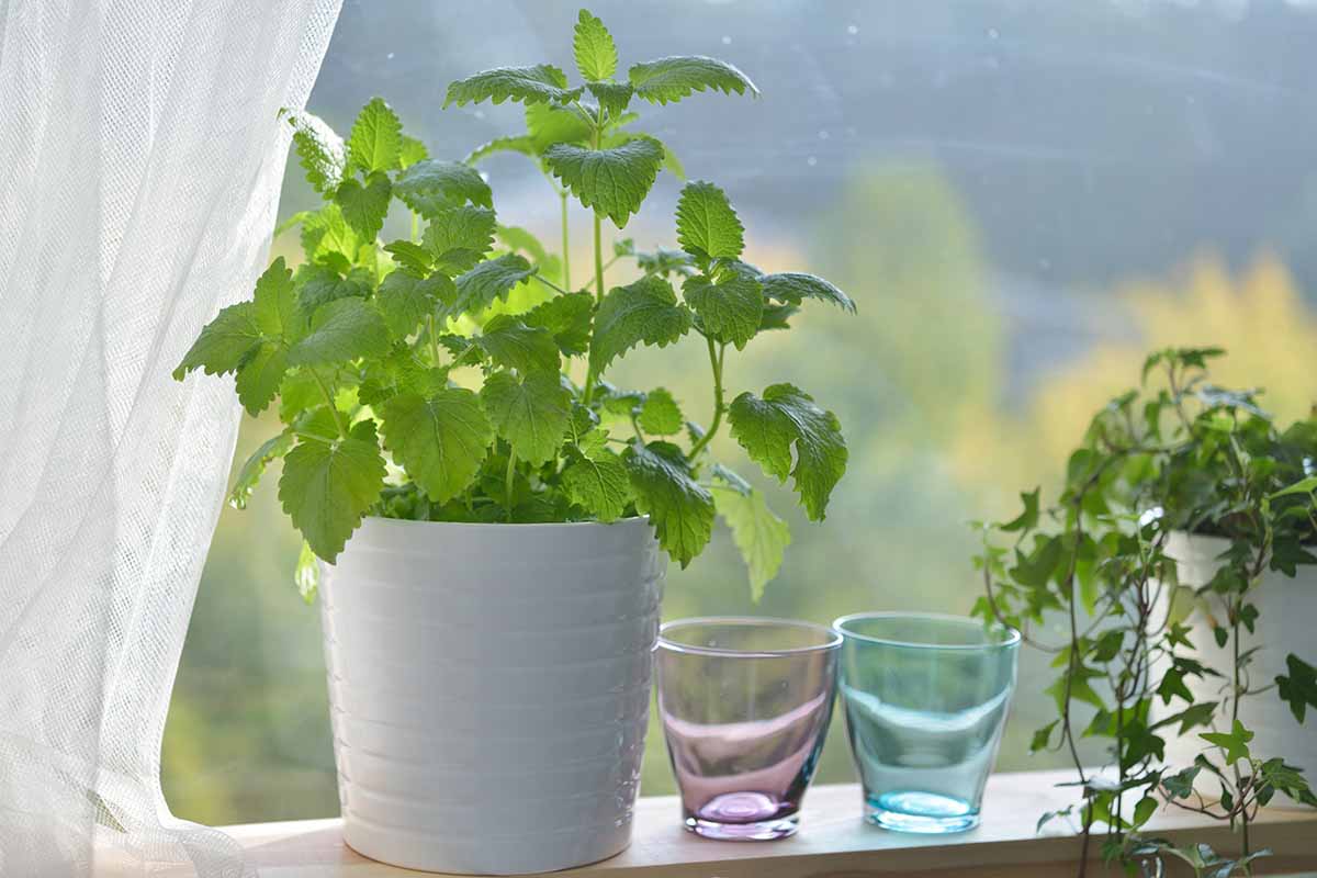A close up horizontal image of a pot of lemon balm with two glasses and an ivy plant set on a windowsill.