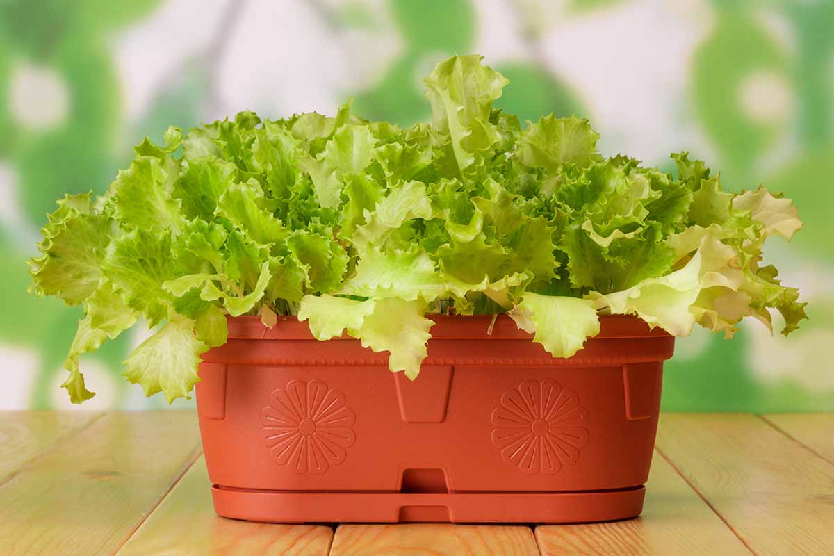 A close up horizontal image of lettuce growing in a self-watering rectangular planter set on a wooden surface indoors pictured on a soft focus background.