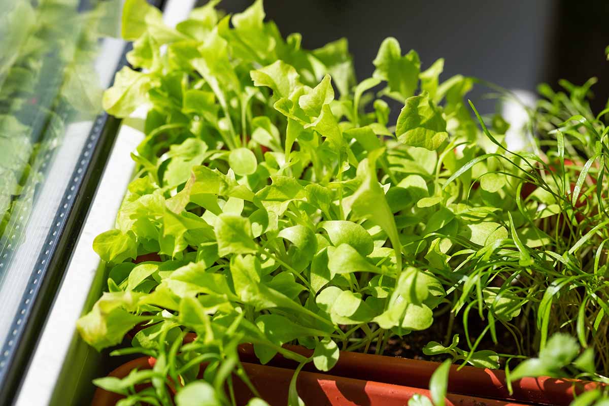 A close up horizontal image of young lettuce seedlings growing indoors on a windowsill.