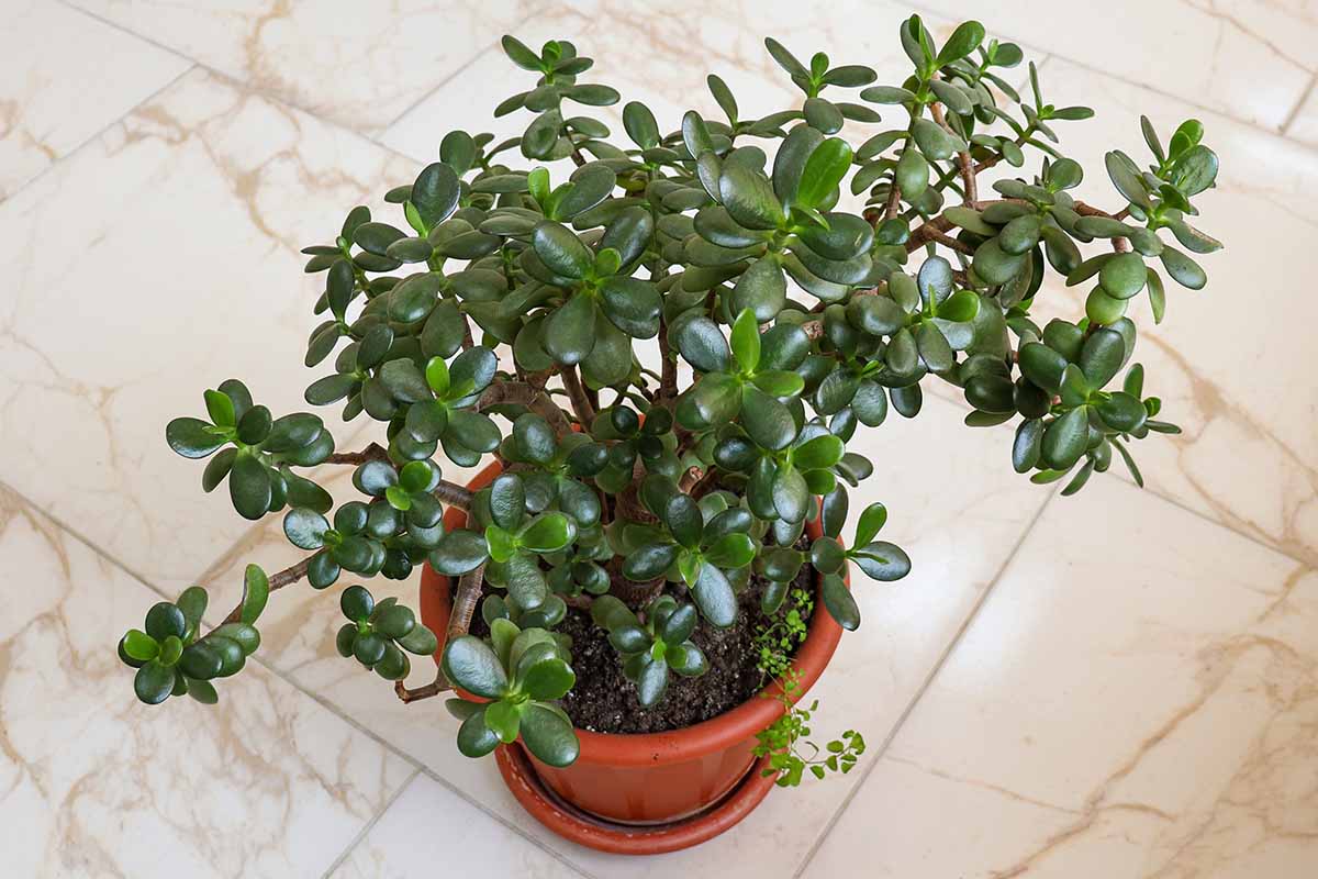A close up horizontal image of a succulent jade plant growing in a terra cotta pot set on a marble floor.