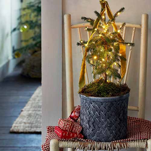 A close up of a small decorated Christmas tree growing in a dark pot set on a chair with gifts to the side.