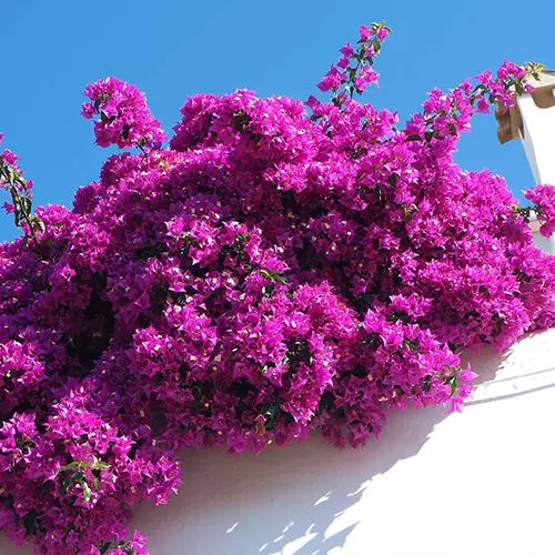 A close up square image of 'Majestic Purple' bougainvillea growing on the outside of a white residence pictured on a blue sky background.