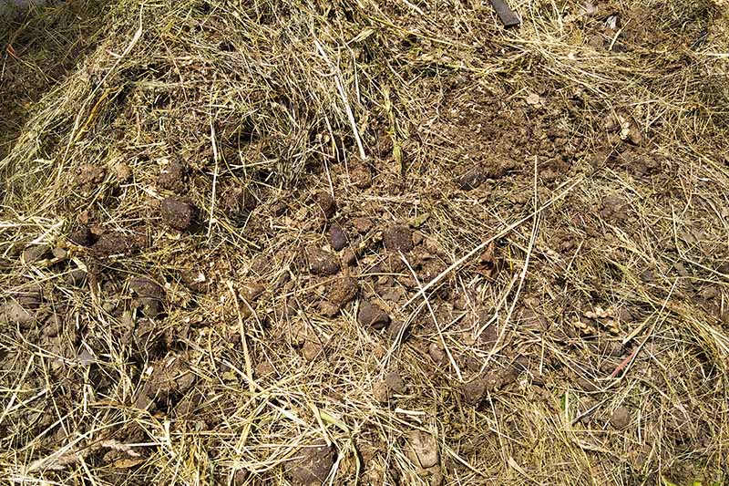 A horizontal image of horse manure mixed with straw, hay, and shavings.