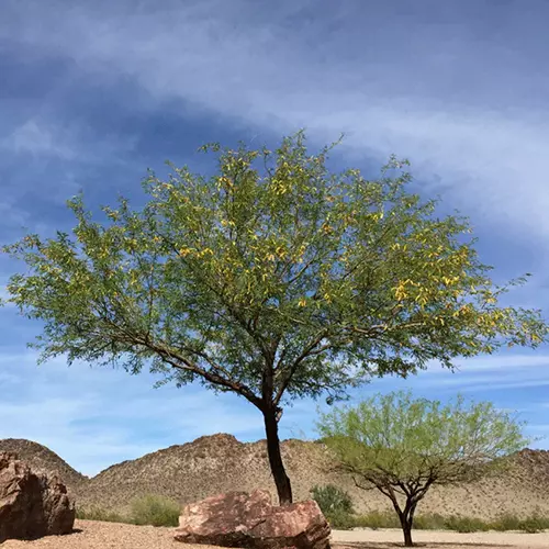 A square image of a large mesquite tree growing in a desert landscape.