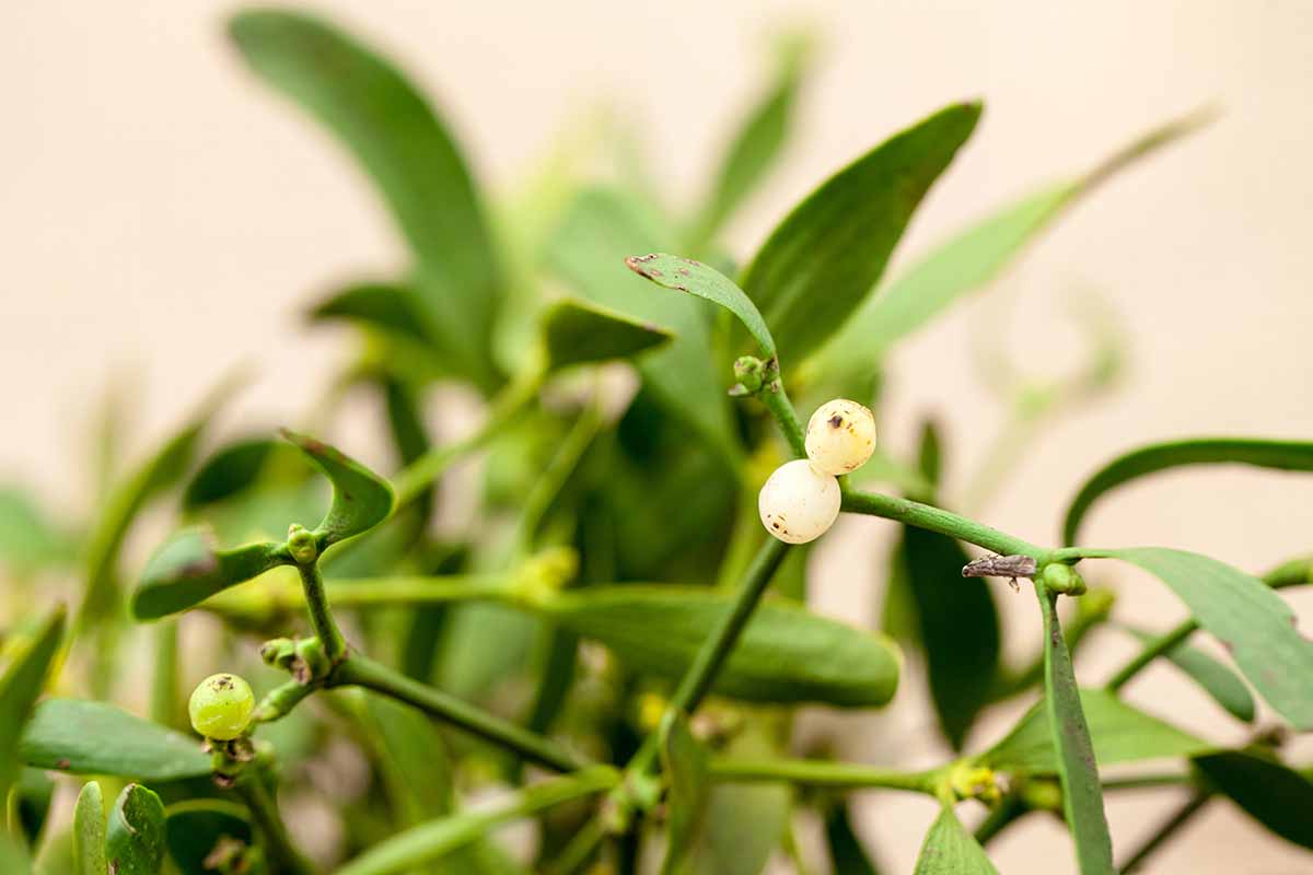A close up horizontal image of the berries and foliage of mistletoe pictured on a soft focus background.