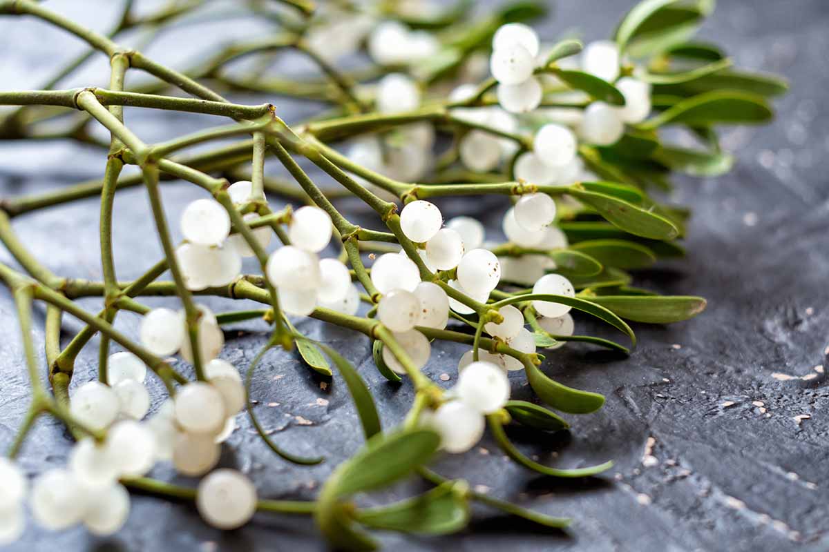 A close up horizontal image of a branch of mistletoe (Phoradendron leucarpum) with white translucent berries and green foliage set on a dark wooden surface.