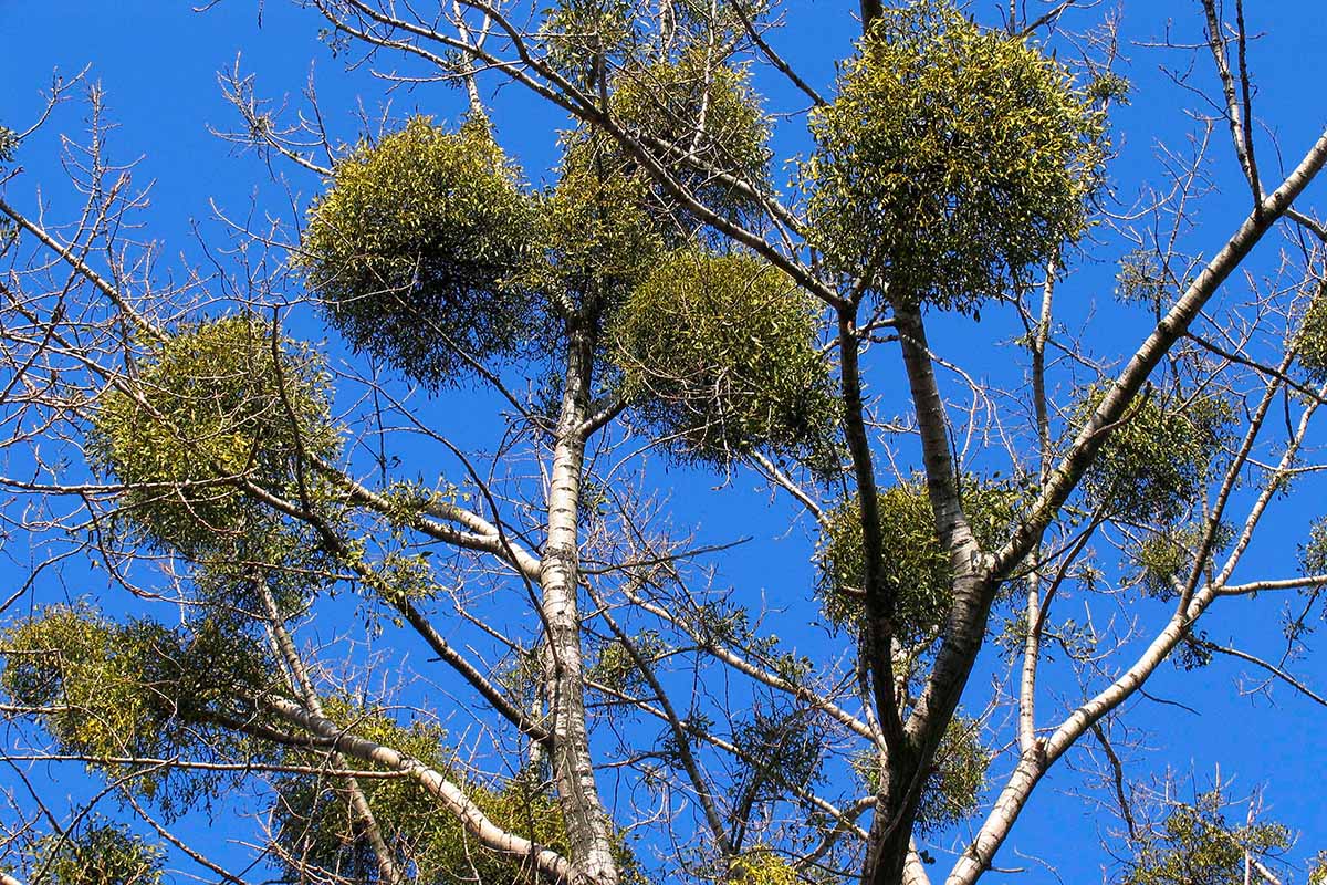 A horizontal image of a tree with several clumps of mistletoe growing on the branches pictured on a blue sky background.