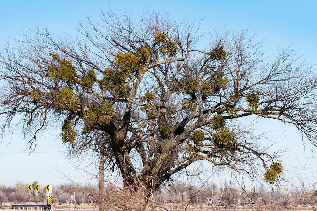 A horizontal image of a large tree growing by the side of the road with clumps of mistletoe growing in the branches.