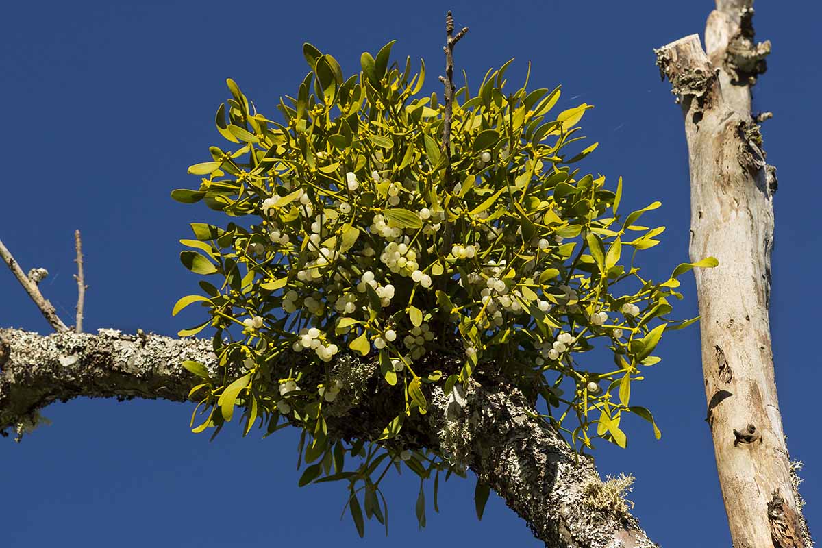 A close up horizontal image of a clump of native mistletoe with white berries growing on a dry tree branch.