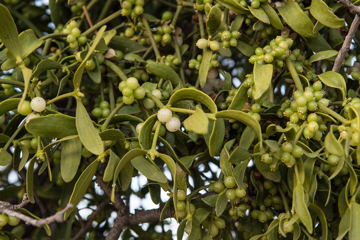 A close up horizontal image of the berries and foliage of mistletoe growing outdoors on a tree.