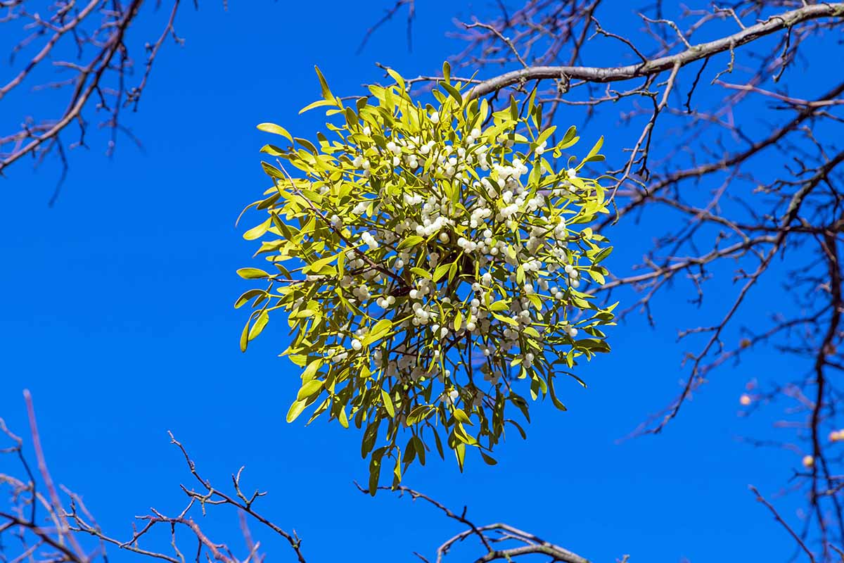 A close up horizontal image of mistletoe (Phoradendron leucarpum) growing on the branch of a tree pictured on a blue sky background in bright sunshine.
