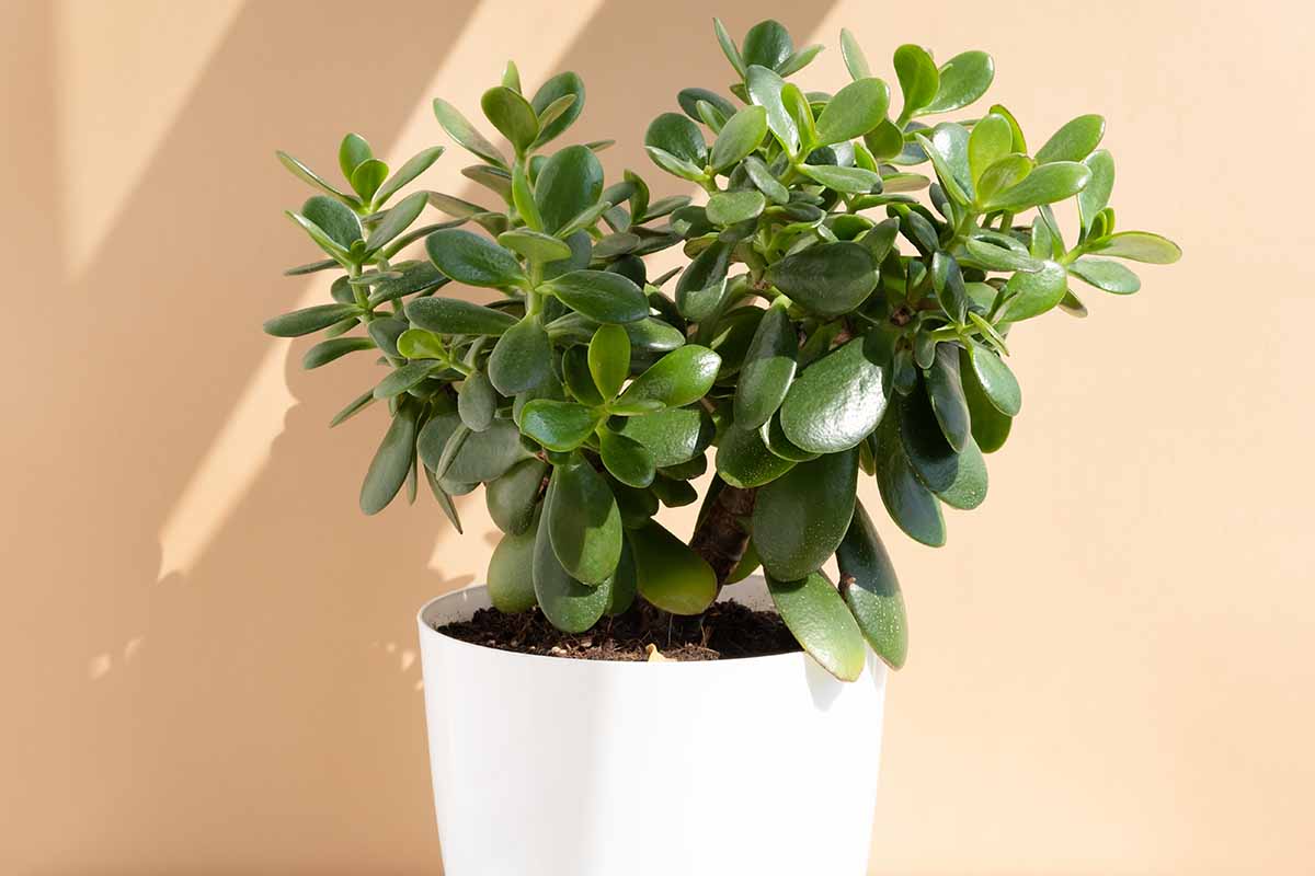 A horizontal image of a jade plant (Crassula ovata) growing in a white pot pictured in bright, indirect light.