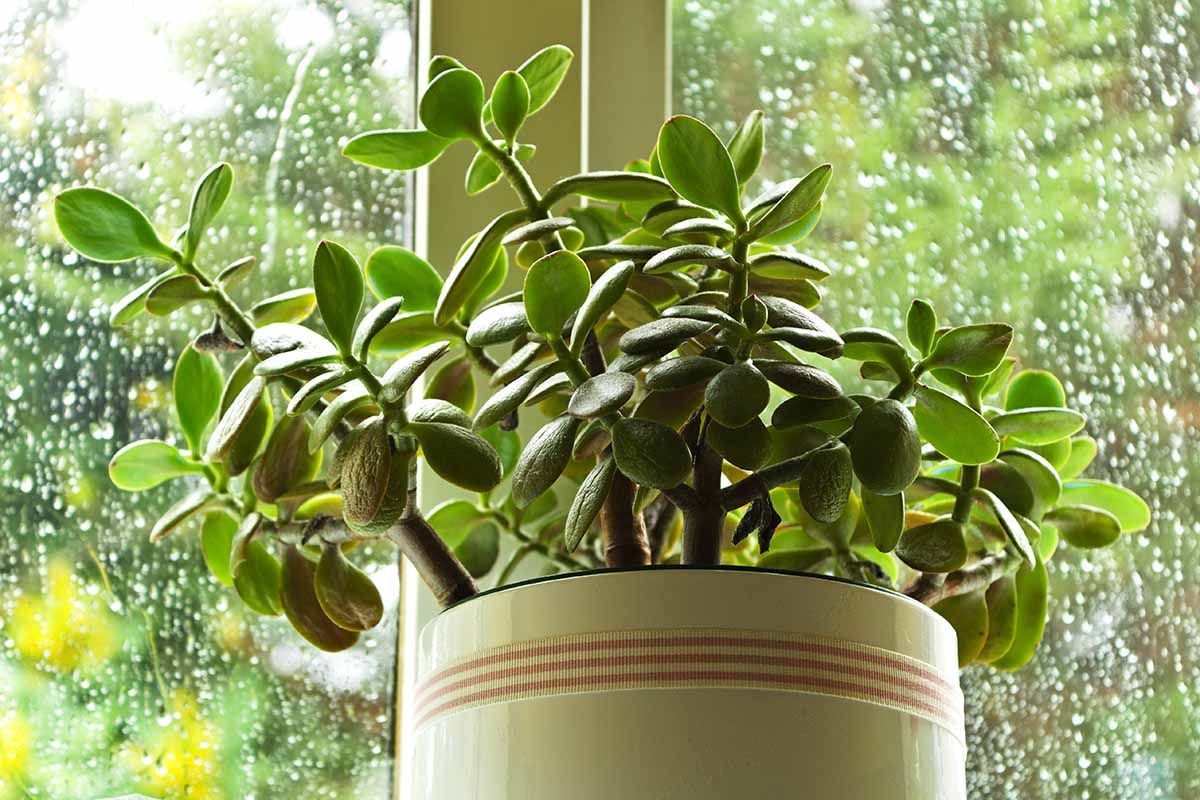 A close up horizontal image of a jade plant (Crassula ovata) growing in a decorative pot set on a windowsill with rain droplets on the glass.