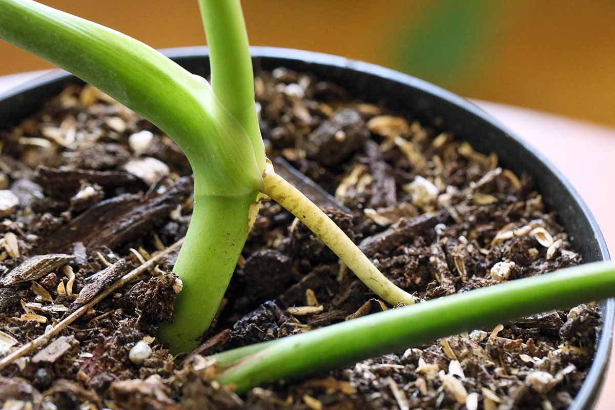 A close up horizontal image of a cutting set in a small pot of soil to take root.