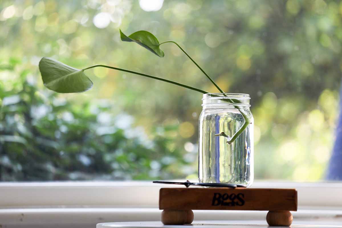 A horizontal image of Monstera deliciosa cuttings set in a jar of water on a windowsill.