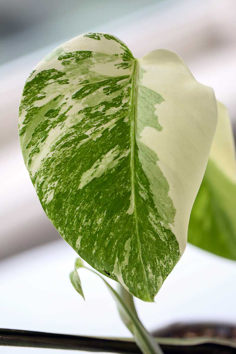A close up vertical image of the variegated foliage of Monstera deliciosa 'Alba.'