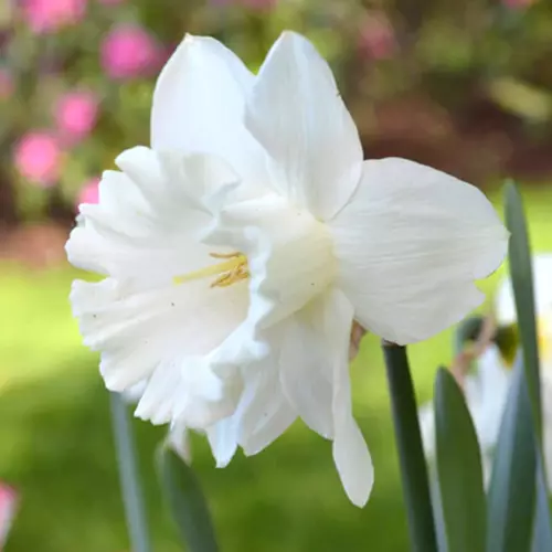 A close up of a white 'Mount Hood' daffodil growing in the garden pictured on a soft focus background.