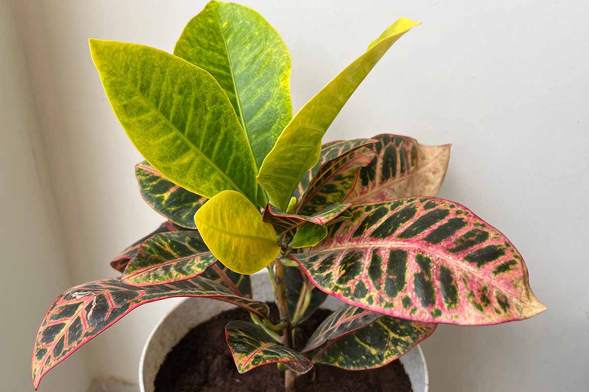 A close up horizontal image of a croton plant putting on new green growth.