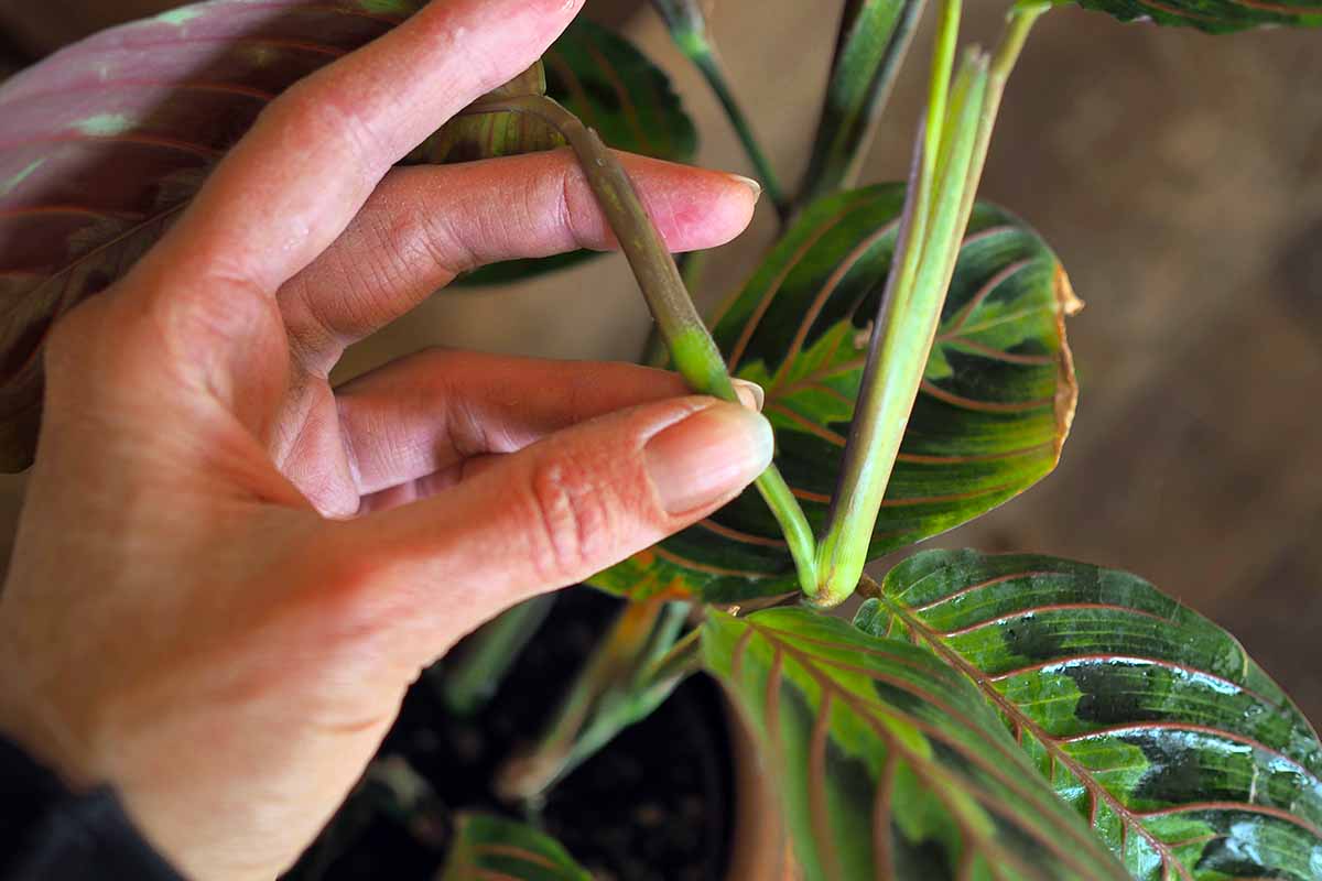 A close up horizontal image of a hand on the left of the frame pointing out the location of a node on a calathea plant.