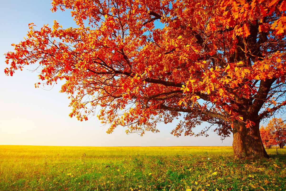 A close up horizontal image of a large oak growing in a field with bronze fall foliage.