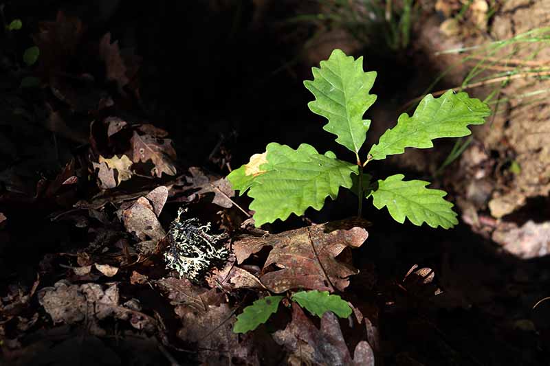 A close up horizontal image of a small oak tree sapling surrounded by leaf litter pictured in light sunshine.