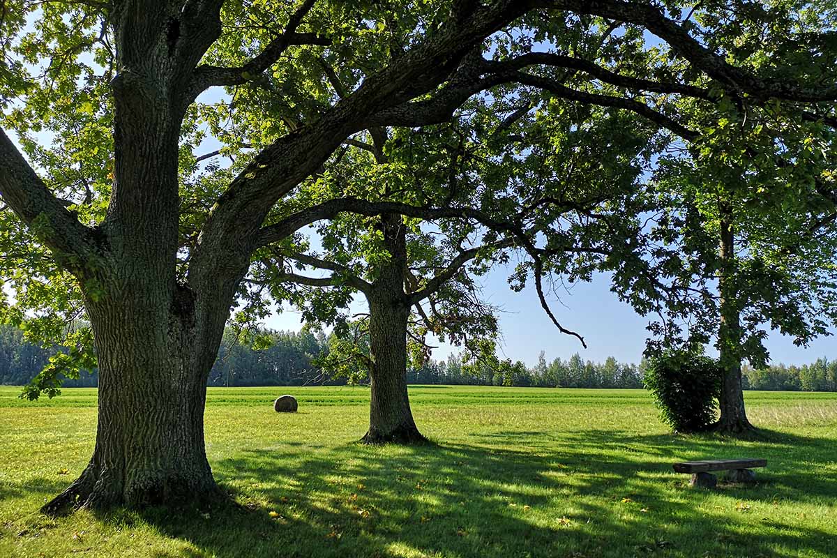 A horizontal image of trees growing in a green park-like field pictured in bright sunshine.