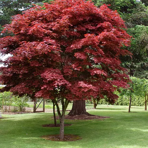 A square image of Acer palmatum 'Oregon Sunset' growing in a park setting.
