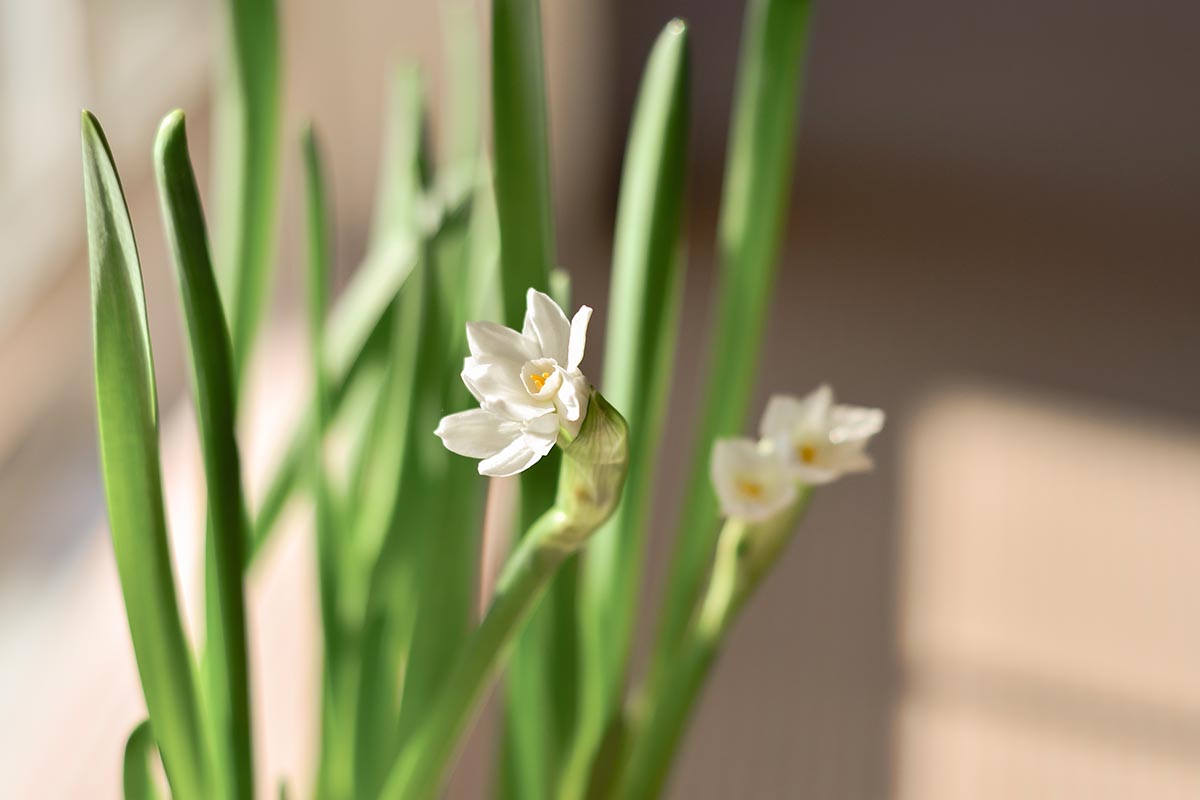 A close up horizontal image of paperwhite narcissus flowers in bloom indoors with sunlight filtering through a window.