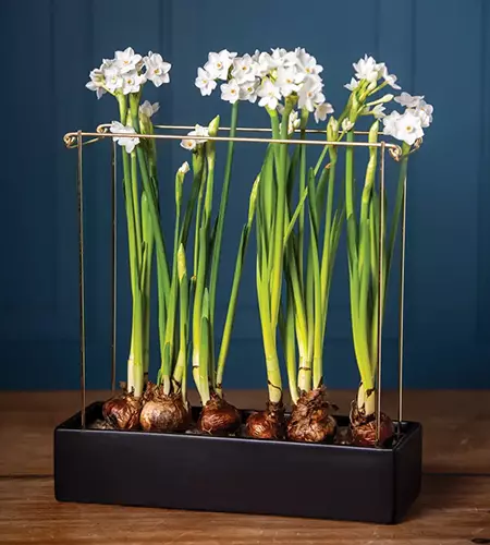 A square image of paperwhites growing in a rectangular planter held up by a brass support.