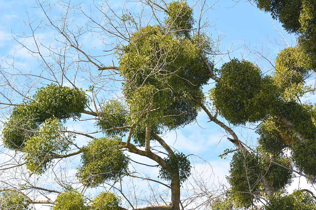 A close up horizontal image of a tree covered in clumps of invasive mistletoe pictured on a blue sky background.