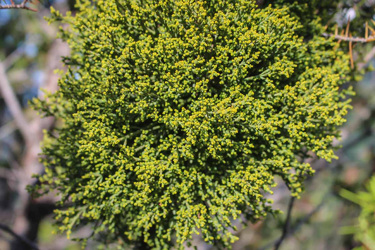 A close up horizontal image of an invasive mistletoe plant pictured on a soft focus background.