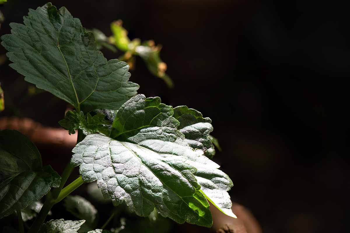 A close up horizontal image of patchouli growing in a pot pictured on a dark background.