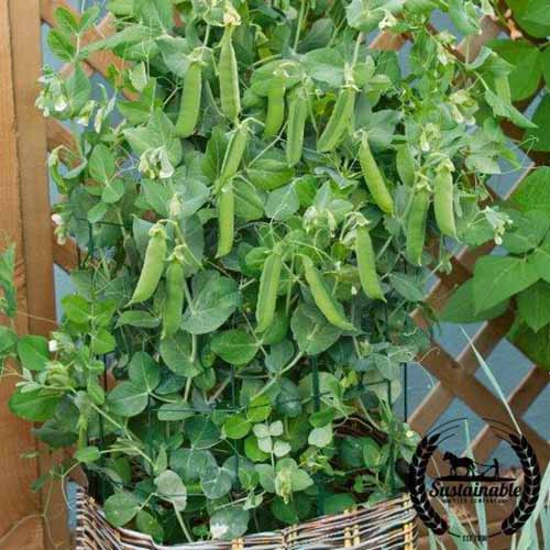 A close up square image of Pisum sativum 'Patio Pride' growing in a wicker basket out on a patio.