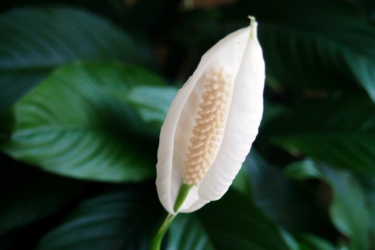 A close up horizontal image of a peace lily spathe pictured on a dark green soft focus background.