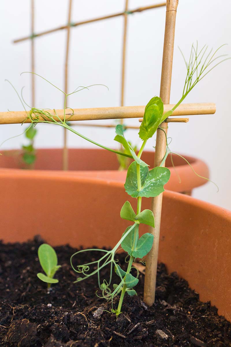 A vertical image of a young Pisum sativum plant growing in a container supported by a bamboo stake.