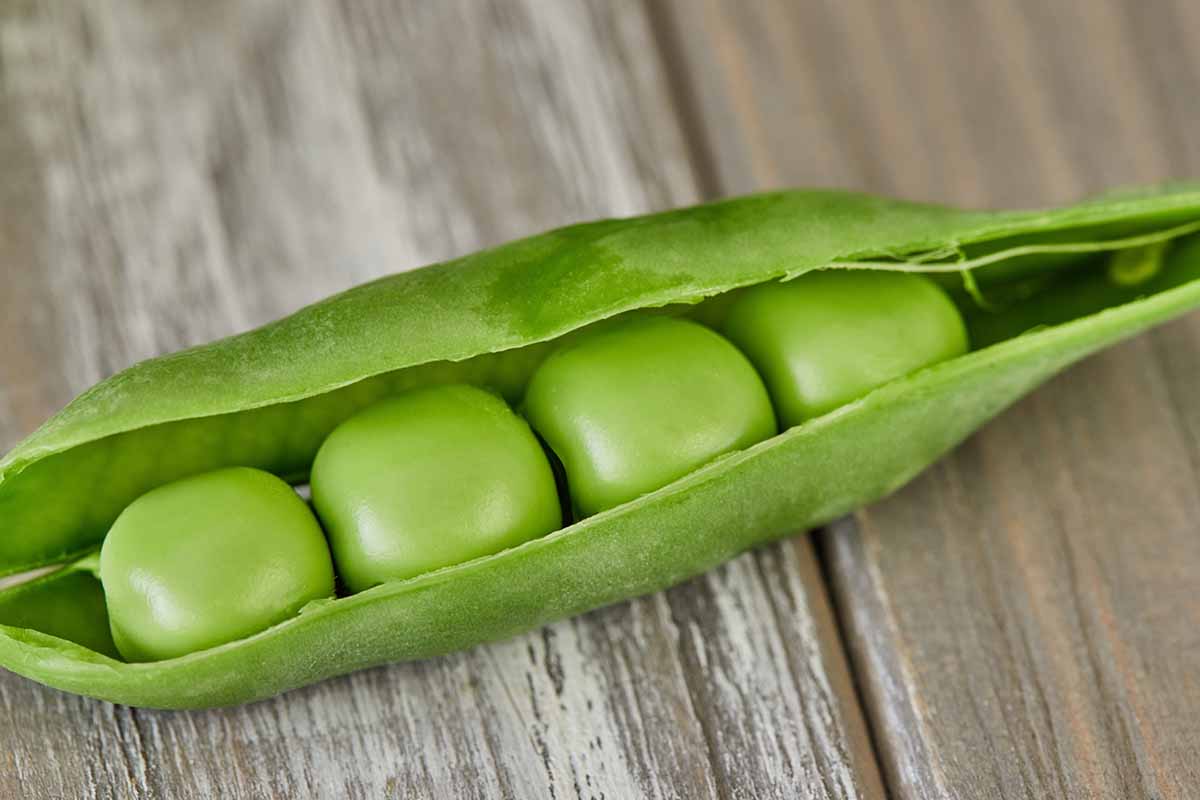 A close up horizontal image of a pod split open to reveal the peas inside it, set on a wooden surface.