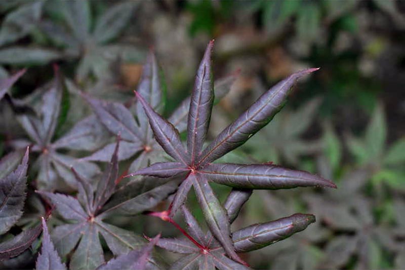 A close up horizontal image of the foliage of Acer palmatum 'Peve Starfish' Japanese maple pictured on a soft focus background.