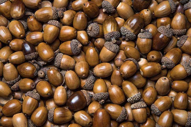 A close up horizontal image of a large pile of acorns.