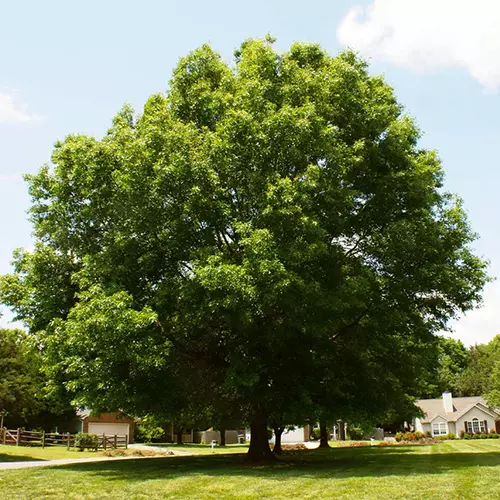 A square image of a large pin oak tree growing in an expansive lawn outside a property.