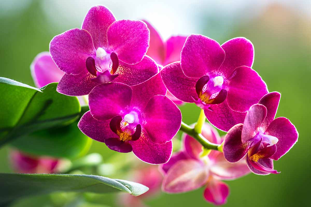A close up horizontal image of pink Phalaenopsis flowers pictured on a soft focus background.